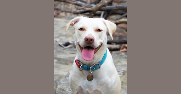 Binky, a Staffordshire Terrier and Labrador Retriever mix tested with EmbarkVet.com