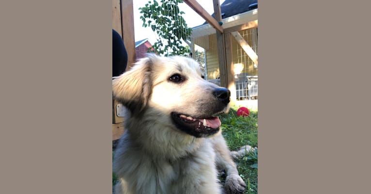 Daisy, a Great Pyrenees and Siberian Husky mix tested with EmbarkVet.com