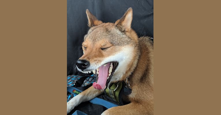 Rufio, a Shiba Inu tested with EmbarkVet.com