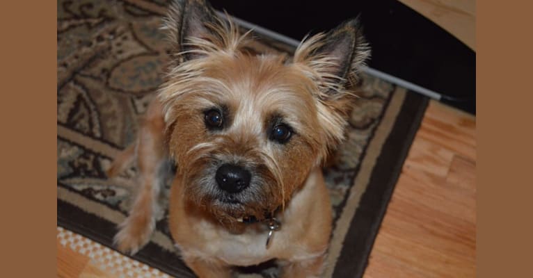 Mickey, a Cairn Terrier and West Highland White Terrier mix tested with EmbarkVet.com