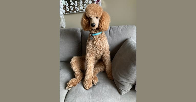 Odem, a Poodle tested with EmbarkVet.com