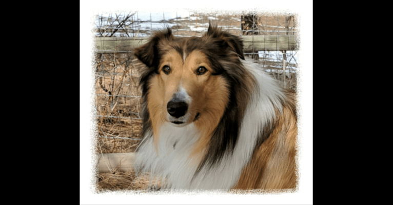 Titus-Angus, a Collie and Collie (Scottish-Type) mix tested with EmbarkVet.com