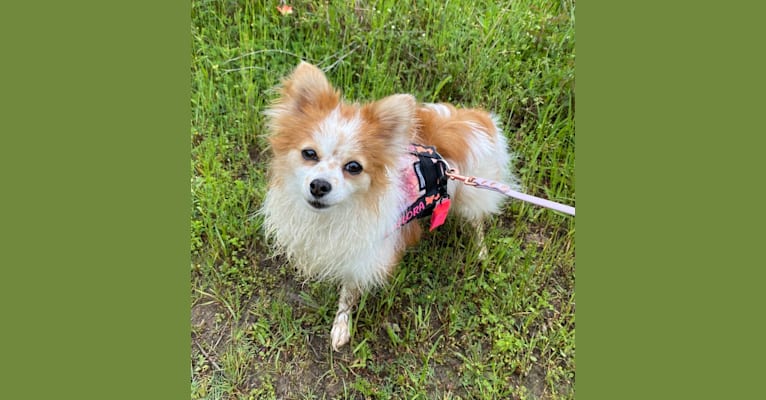 Half pomeranian half papillon best sale