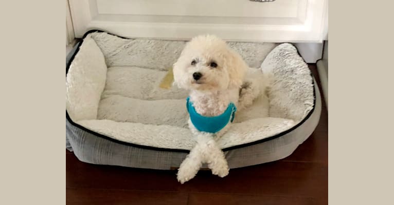 Peyton, a Poodle (Small) tested with EmbarkVet.com