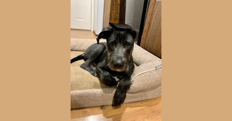 Wrigley, an American Pit Bull Terrier and Poodle (Standard) mix tested with EmbarkVet.com