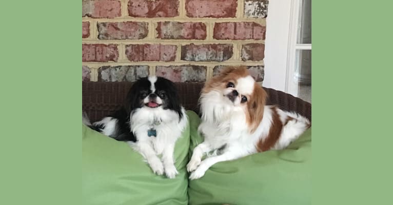 Photo of Dudley W, a Japanese Chin  in Richmond, Virginia, USA