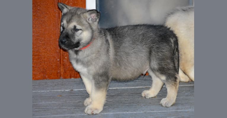 Cetus, an Alaskan Malamute and German Shepherd Dog mix tested with EmbarkVet.com