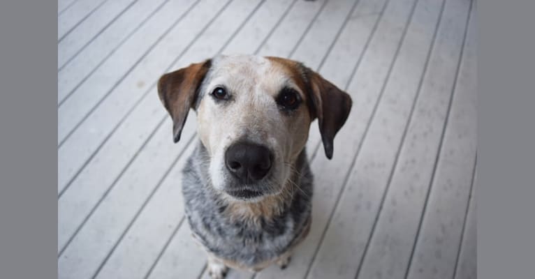 JD, an Australian Cattle Dog and Coonhound mix tested with EmbarkVet.com