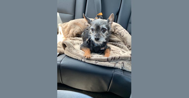 Embark Dog DNA Test - Breed