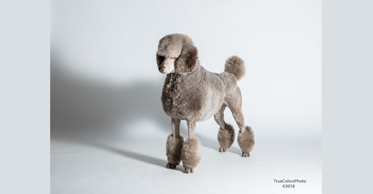 Ripley, a Poodle (Standard) tested with EmbarkVet.com