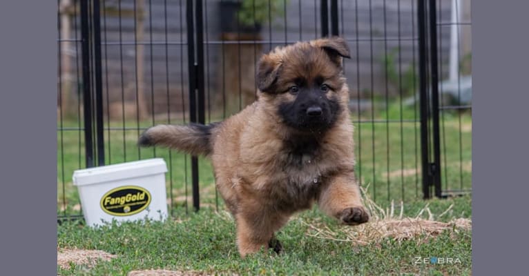 Indy, a German Shepherd Dog tested with EmbarkVet.com