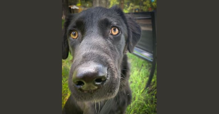 Paxton, a Labrador Retriever and Chow Chow mix tested with EmbarkVet.com