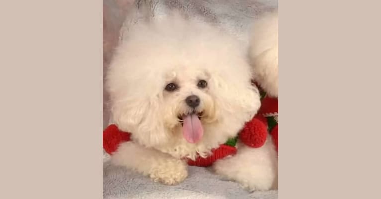 Georgia Caroline, a Bichon Frise tested with EmbarkVet.com