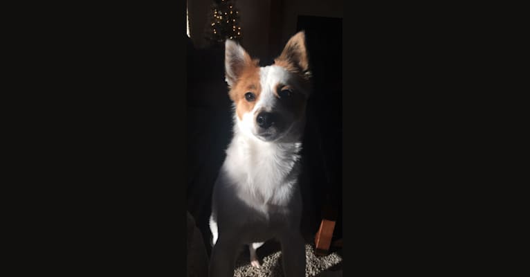 Gilly, a Chihuahua and Pomeranian mix tested with EmbarkVet.com