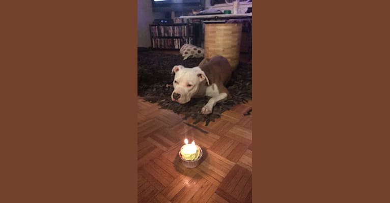 Photo of Princeton James Pooperton, an American Pit Bull Terrier and American Staffordshire Terrier mix