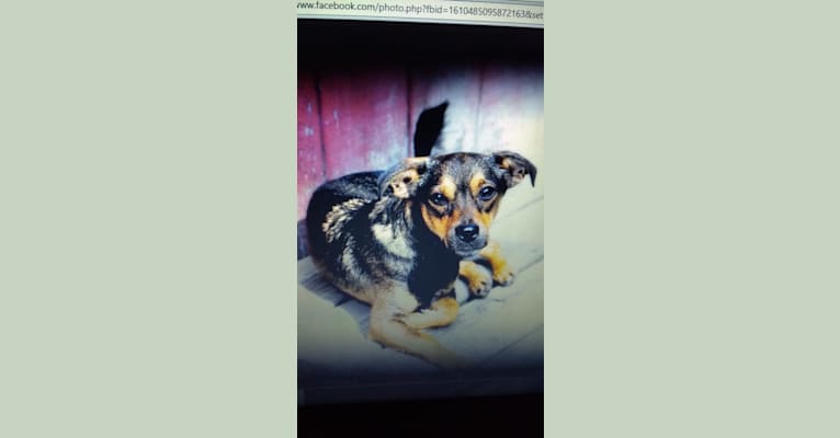Xena, a Chihuahua and Beagle mix tested with EmbarkVet.com