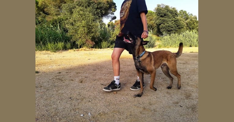 Kylar (PsychoKiller d'Hélitesport), a Belgian Shepherd tested with EmbarkVet.com