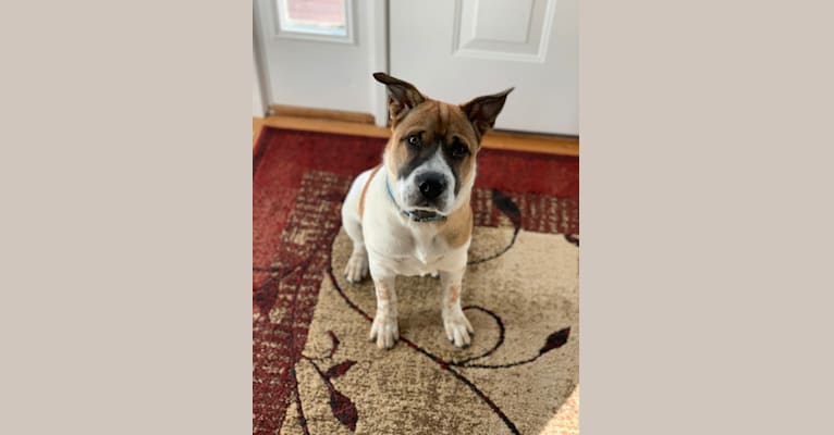 Clancey, a Chinese Shar-Pei and Australian Cattle Dog mix tested with EmbarkVet.com