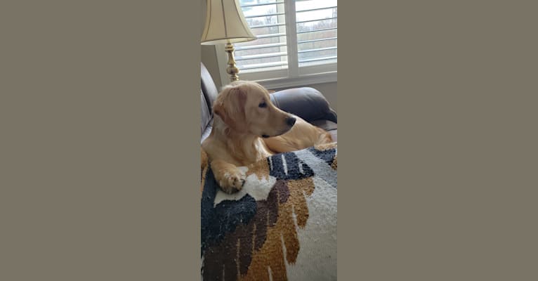 Fauna, a Golden Retriever (7.8% unresolved) tested with EmbarkVet.com