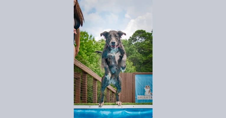 Photo of "Camber Tilt for Speed" aka Cam, an American Pit Bull Terrier, Pembroke Welsh Corgi, and Dachshund mix in Jackson, Georgia, USA