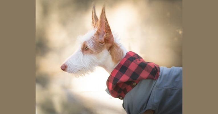 Nevaeh's Bedheaded Beauty, an Ibizan Hound tested with EmbarkVet.com