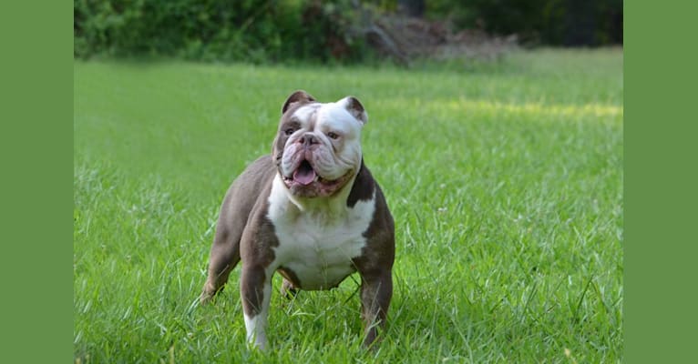 BOO, an Olde English Bulldogge tested with EmbarkVet.com
