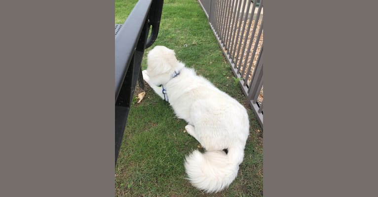 Looney “Chik’in Mini Bandit” Bear, a Great Pyrenees tested with EmbarkVet.com