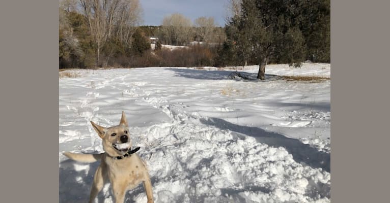Photo of Pearl, an Australian Cattle Dog, Labrador Retriever, American Pit Bull Terrier, and Siberian Husky mix in Chamisal, New Mexico, USA