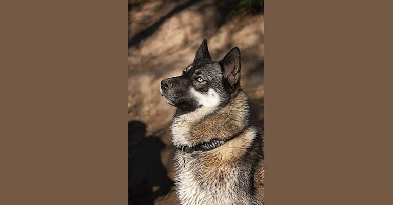 Lyka, a Siberian Husky tested with EmbarkVet.com