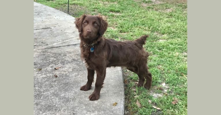 Stella, an Australian Shepherd and Boykin Spaniel mix tested with EmbarkVet.com