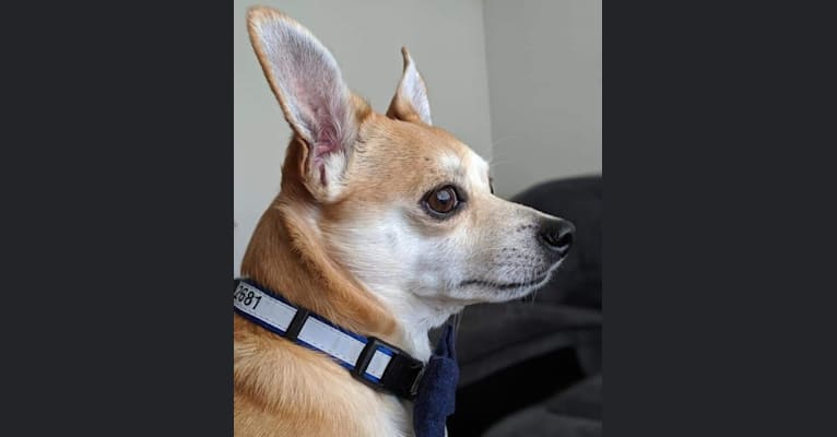 Photo of Wally, a Chihuahua, Pomeranian, Beagle, and Rat Terrier mix in Jeff, Indiana, USA