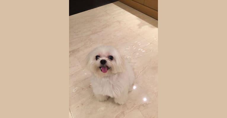 Sweety, a Maltese tested with EmbarkVet.com