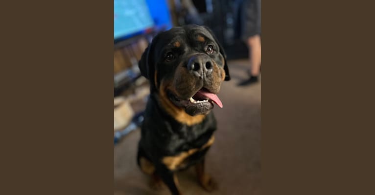 Chompy, a Rottweiler tested with EmbarkVet.com