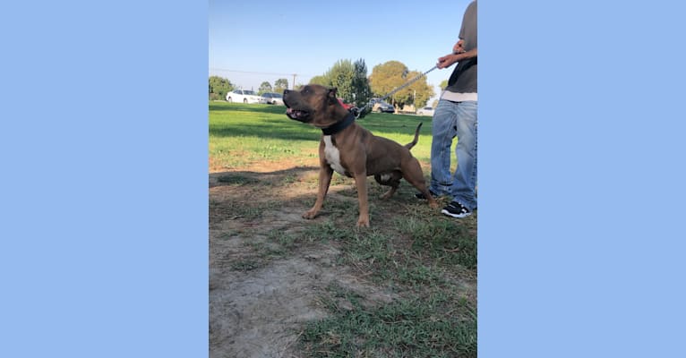 Storm King, an American Bully tested with EmbarkVet.com