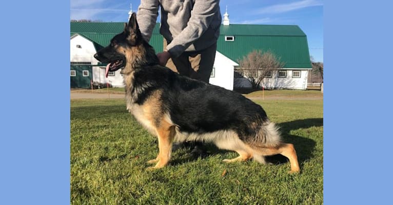 Jade, a German Shepherd Dog tested with EmbarkVet.com