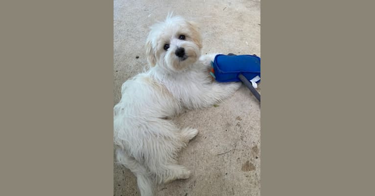 Photo of Murphy, a Maltese, Shih Tzu, Poodle (Small), and Chihuahua mix in Tamworth NSW, Australia