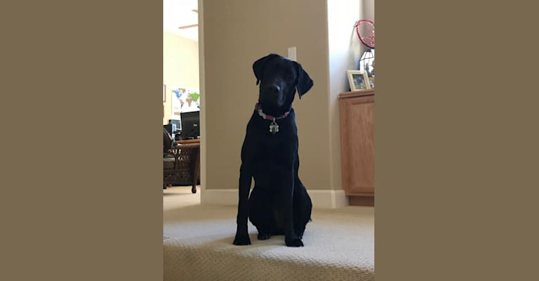 Ellie, a Labrador Retriever tested with EmbarkVet.com