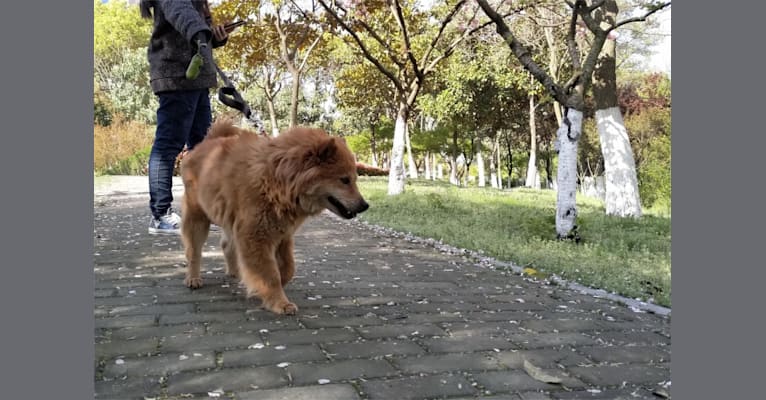 重楼 Paris polyphylla, a Vietnamese Village Dog tested with EmbarkVet.com