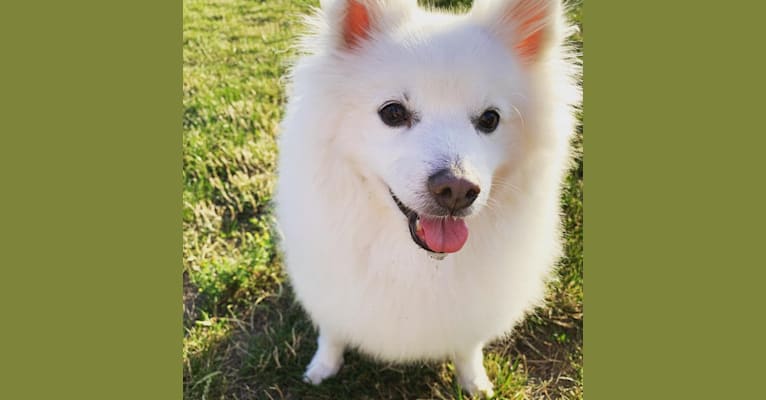 Harry 哈利, an American Eskimo Dog and Pomeranian mix tested with EmbarkVet.com