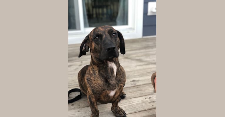 Peter, a Dachshund and American Pit Bull Terrier mix tested with EmbarkVet.com