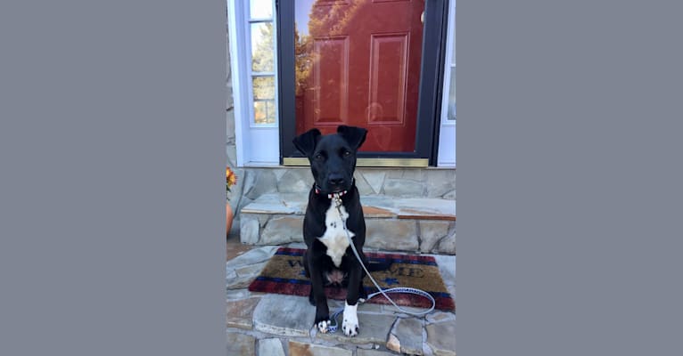Abby, a Labrador Retriever and American Pit Bull Terrier mix tested with EmbarkVet.com