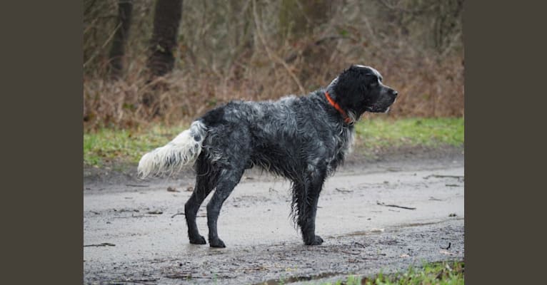 Photo of Mika, a Blue Picardy Spaniel  in Nederland