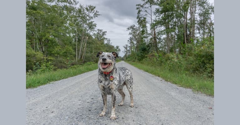 Photo of Banjo, an Australian Cattle Dog, Chow Chow, American Pit Bull Terrier, German Shepherd Dog, and Boxer mix in Alabama, USA