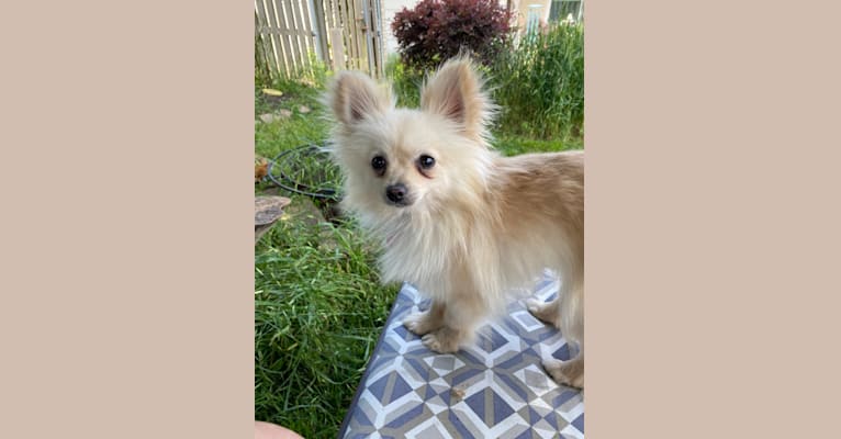 Sofia, a Pomeranian tested with EmbarkVet.com