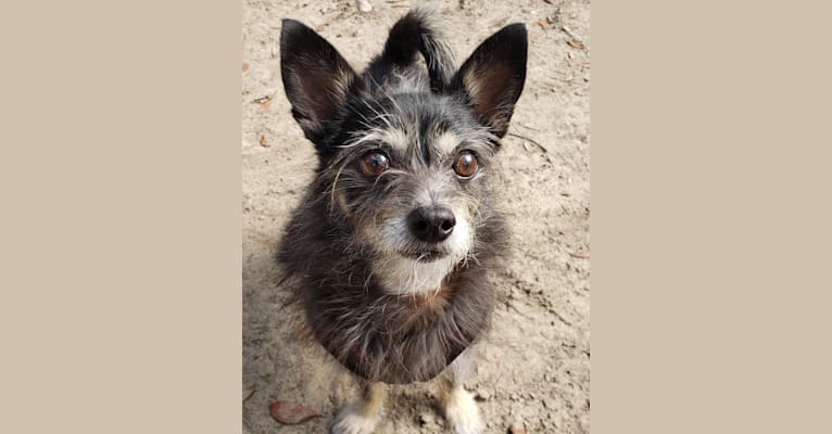 Pomeranian chinese crested mix top