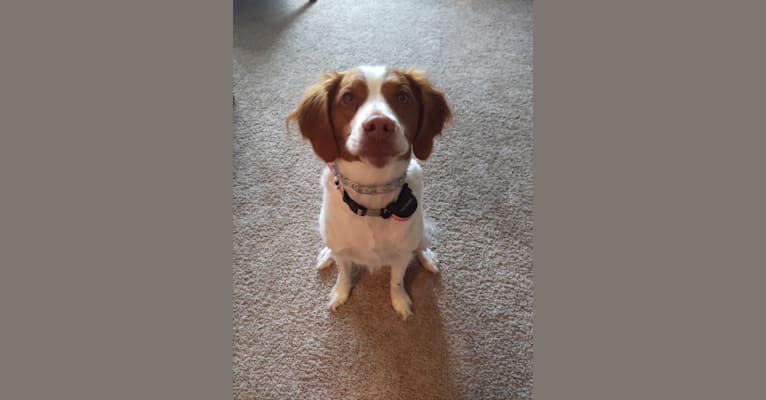 Photo of Marlowe, a Brittany  in Redmond, OR, USA