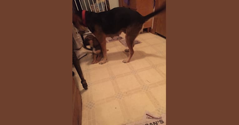 Rufus, a Rottweiler and Beagle mix tested with EmbarkVet.com