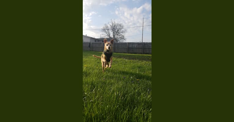 Cricket, a Miniature Pinscher and Beagle mix tested with EmbarkVet.com
