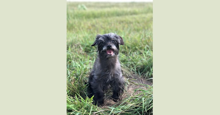Toto, a Yorkshire Terrier and Dachshund mix tested with EmbarkVet.com