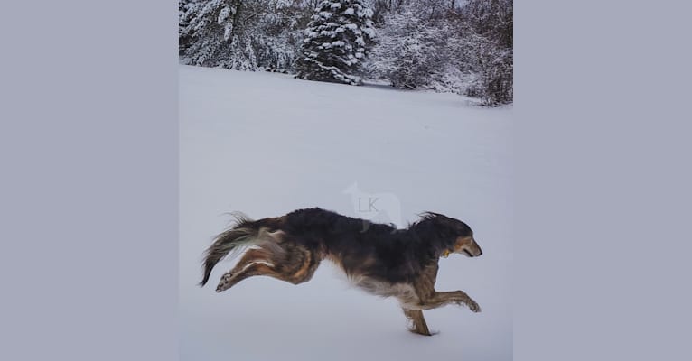 Photo of Sage, a Silken Windhound  in Colorado, USA